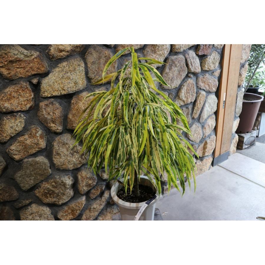 希少　ショウナンゴムノキ　8号鉢 斑入り ショウナンゴムノキ 約H90cm 8号鉢 希少 観葉植物
