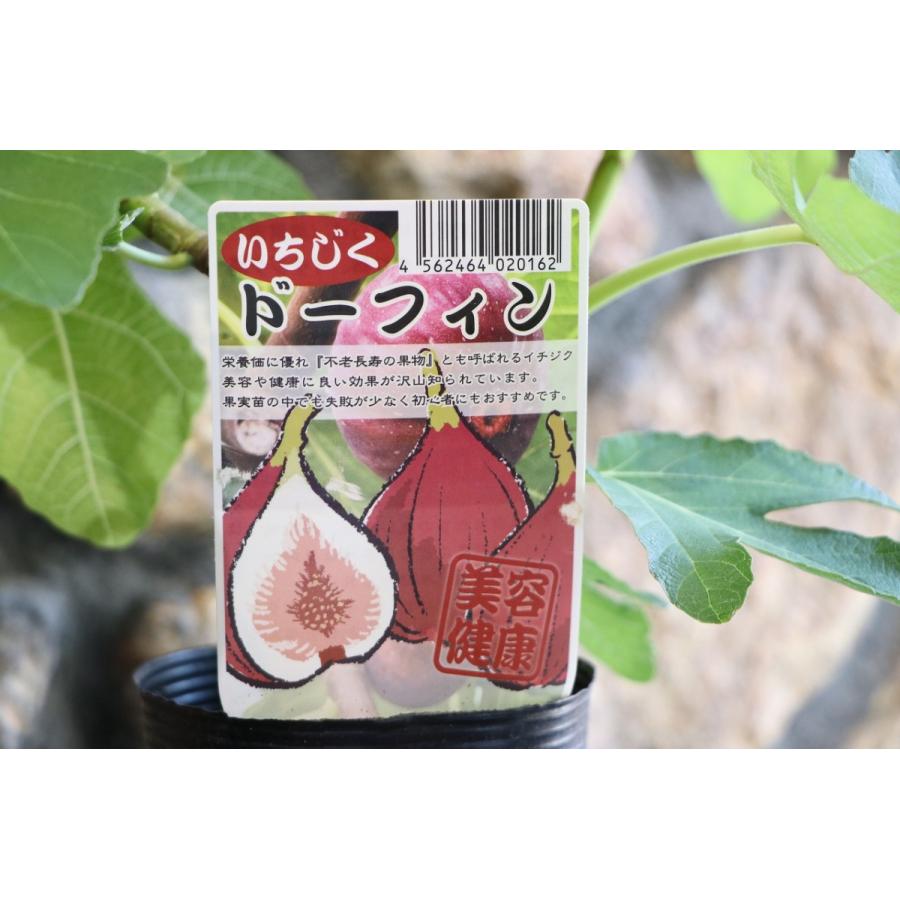 イチジク ドーフィン 3 5号ロングポット苗 果樹 苗木 Ficuscarica2 グリーンプラザ山長 通販 Yahoo ショッピング