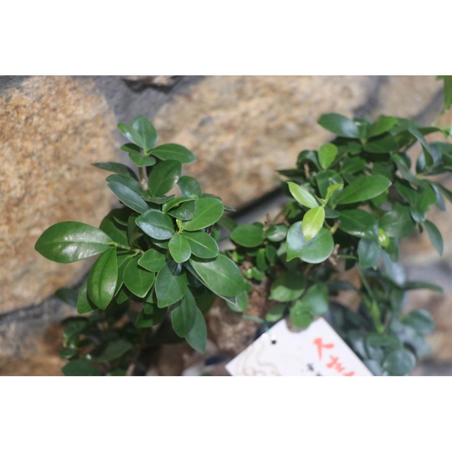 ガジュマル ねじり仕立て 8号鉢 観葉植物 : グリーンプラザ山長ヤフー