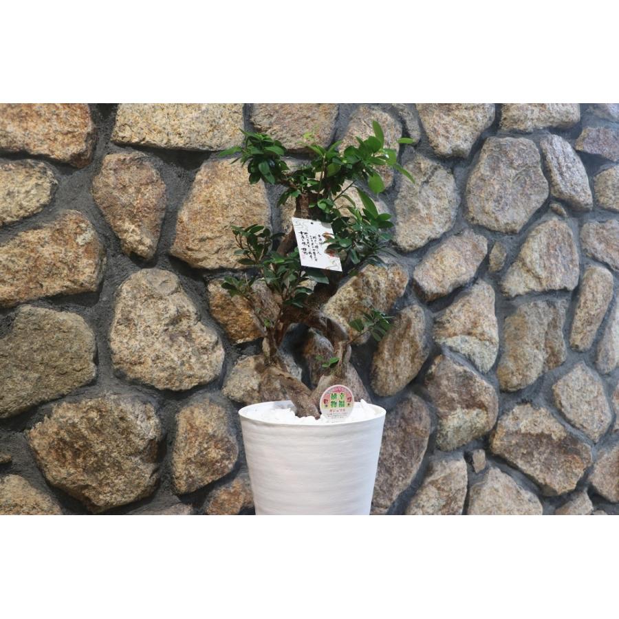 ガジュマル ねじり仕立て 8号鉢 観葉植物 : グリーンプラザ山長ヤフー