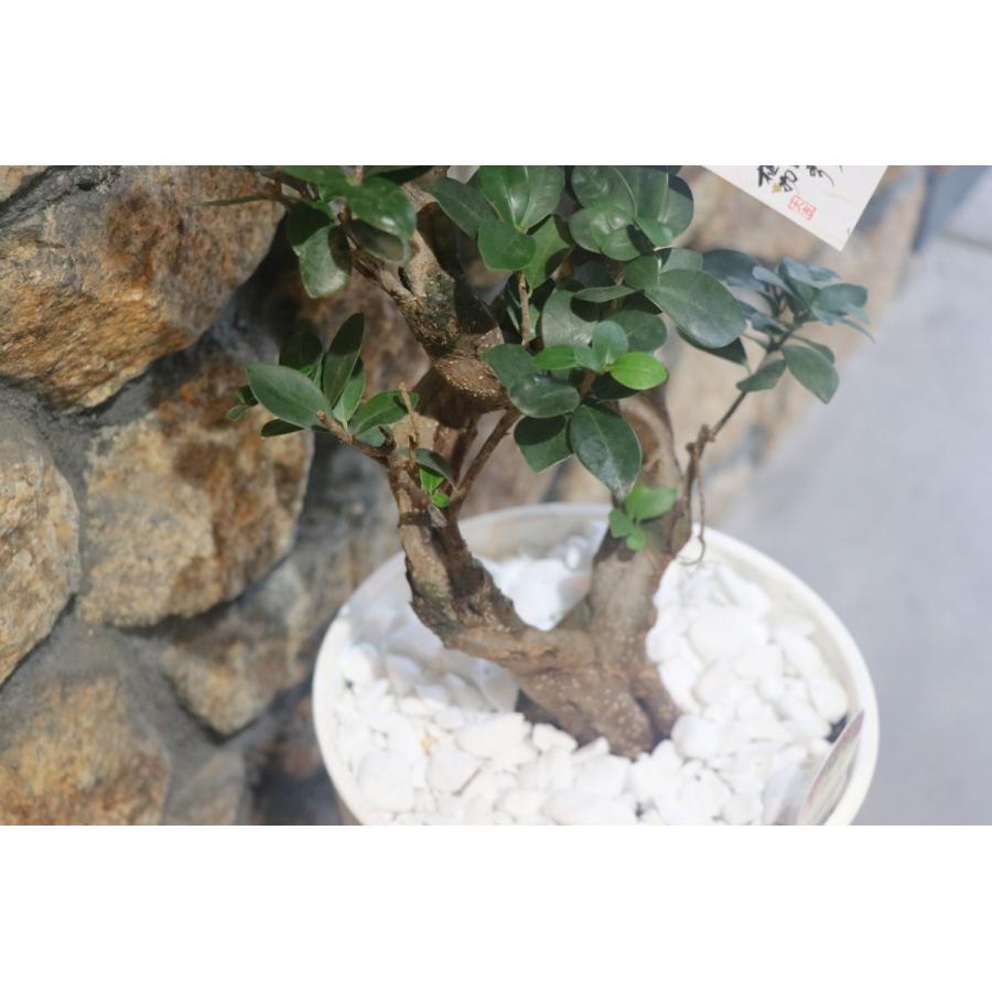 ねじりガジュマル 8号 大株 捻り 鉢セット 観葉植物 8号 ガジュマル