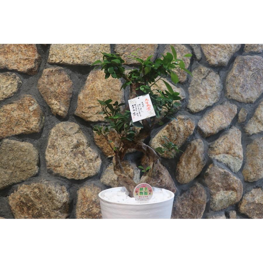 ガジュマル ねじり仕立て 8号鉢 観葉植物 : グリーンプラザ山長ヤフー