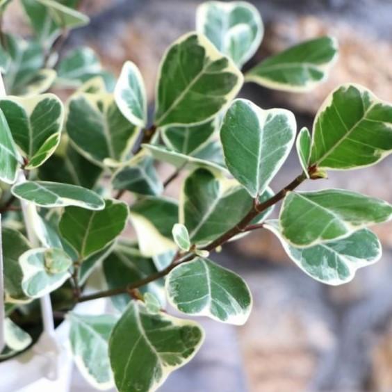 斑入り フィカス スイートハート 5号吊り鉢 トライアンギュラス 観葉