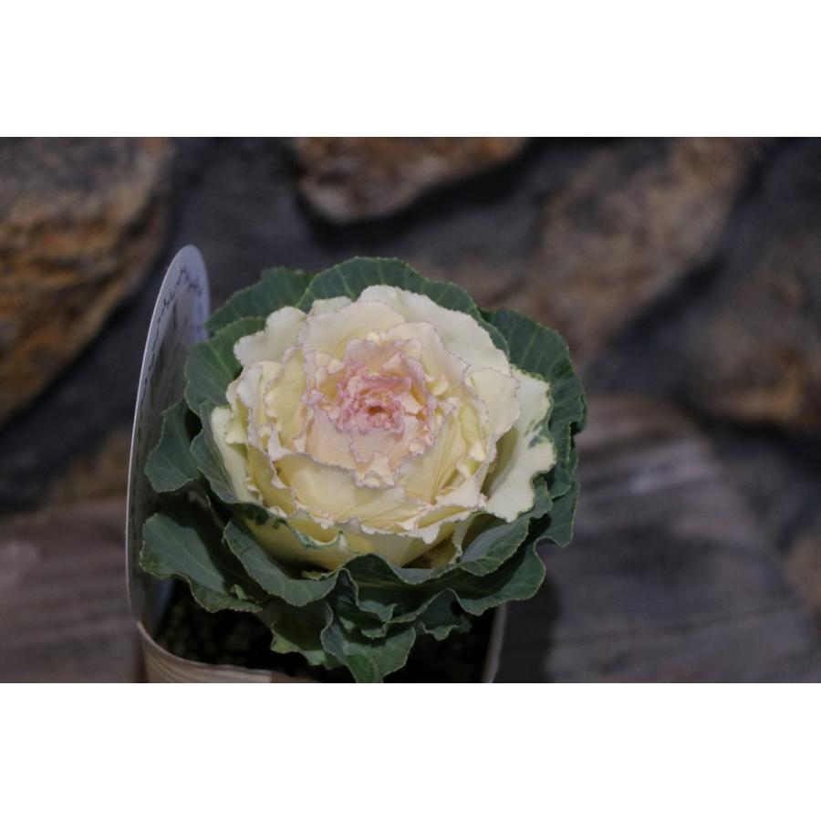 ハボタン ベイビーチュール 3号ポット苗 葉牡丹 寄せ植え 花壇 Floweringkale16 グリーンプラザ山長ヤフーショッピング店 通販 Yahoo ショッピング