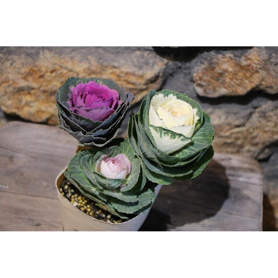 ハボタン カクテルパーティー 3本ブーケ仕立て 3 5号ポット苗 葉牡丹 寄せ植え 花壇 Floweringkale26 グリーンプラザ山長ヤフーショッピング店 通販 Yahoo ショッピング