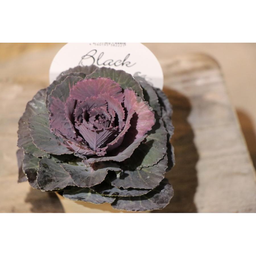 葉牡丹 萌花ブラックの寄植え花 良い 葉牡丹 萌花ブラックの寄植え花