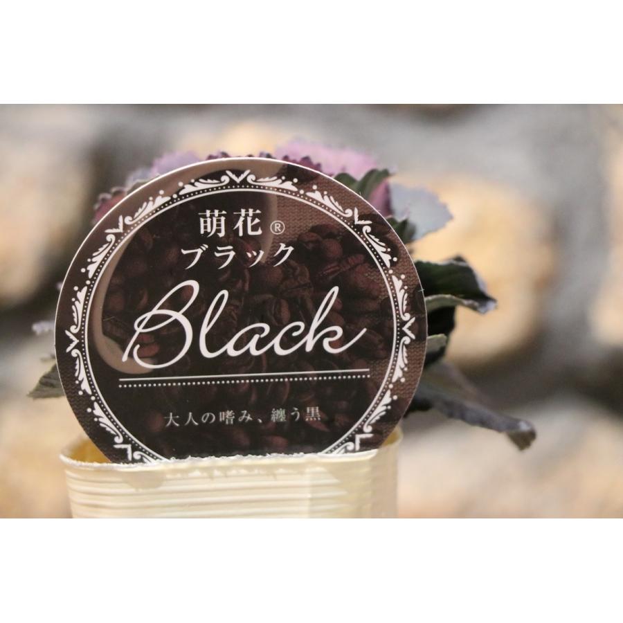 ハボタン 萌花ブラック 3.5号ポット苗 葉牡丹 寄せ植え 花壇