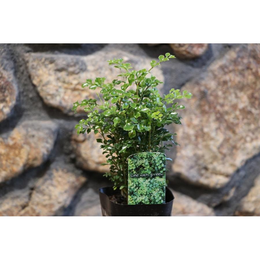 シマトネリコ 3号ポット苗 トネリコ 植木 苗木 常緑樹 観葉植物