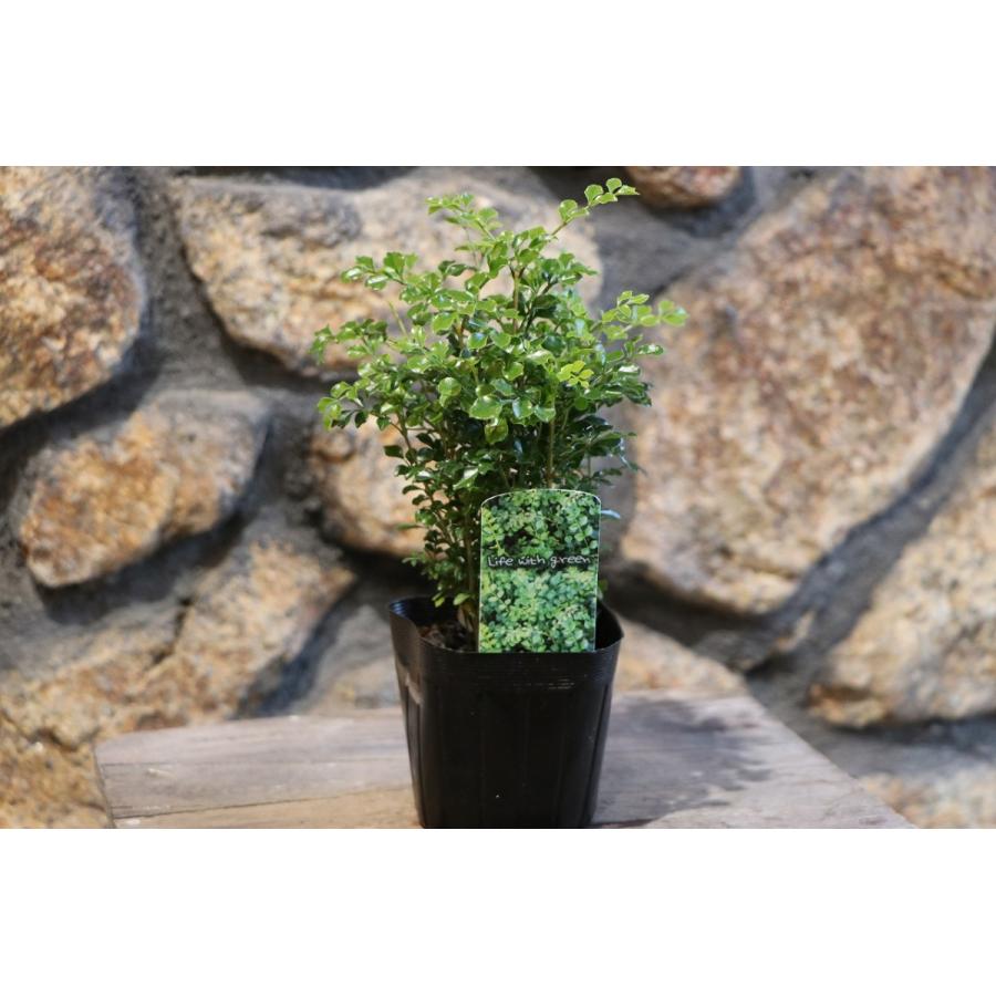 シマトネリコ 3号ポット苗 トネリコ 植木 苗木 常緑樹 観葉植物