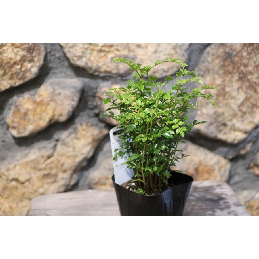 シマトネリコ 3号ポット苗 トネリコ 植木 苗木 常緑樹 観葉植物