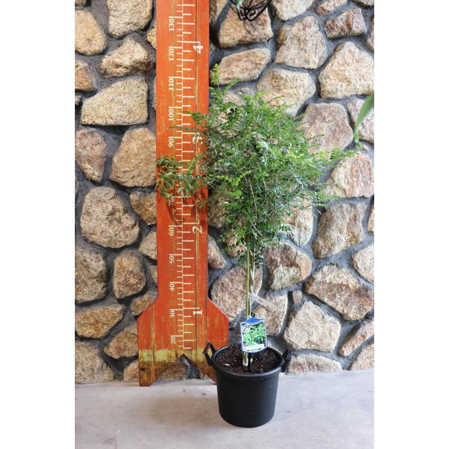 シマトネリコ8寸 編み込仕立て トピアリー レア 100センチ シマトネリコ8寸 編み込仕立て トピアリー レア 100センチ