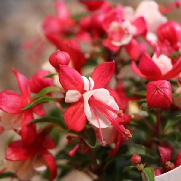 フクシア プーニー レッド ホワイト 3 5号ポット苗 寄せ植え 花壇 Fuchsia1 グリーンプラザ山長ヤフーショッピング店 通販 Yahoo ショッピング