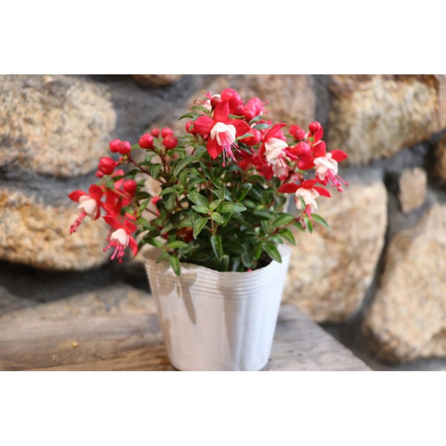 フクシア プーニー レッド ホワイト 3 5号ポット苗 寄せ植え 花壇 Fuchsia1 グリーンプラザ山長ヤフーショッピング店 通販 Yahoo ショッピング
