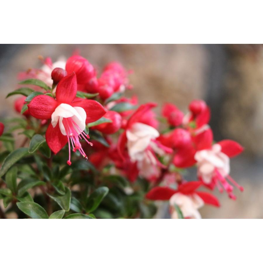 フクシア プーニー レッド ホワイト 3 5号ポット苗 寄せ植え 花壇 Fuchsia1 グリーンプラザ山長ヤフーショッピング店 通販 Yahoo ショッピング