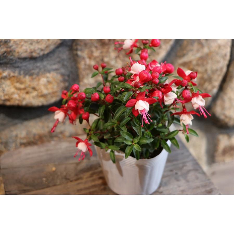 フクシア プーニー レッド ホワイト 3 5号ポット苗 寄せ植え 花壇 Fuchsia1 グリーンプラザ山長ヤフーショッピング店 通販 Yahoo ショッピング