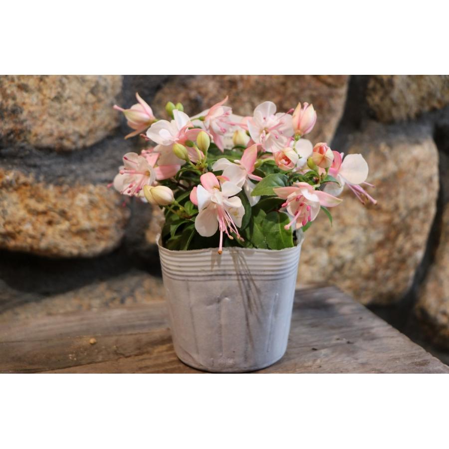 フクシア プーニー ピンク ホワイト 3 5号ポット苗 寄せ植え 花壇 Fuchsia4 グリーンプラザ山長 通販 Yahoo ショッピング