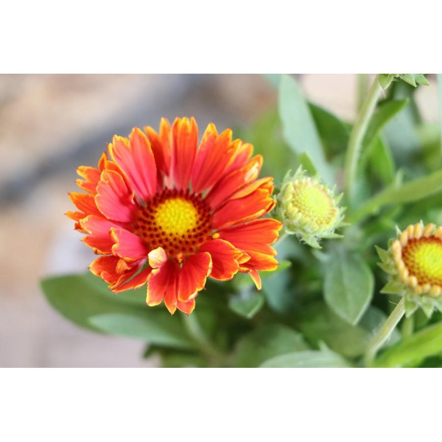 ガイラルディア スピントップ イエロータッチ 3.5号ロングポット苗 寄せ植え 花壇 gaillardia4グリーンプラザ山長ヤフー