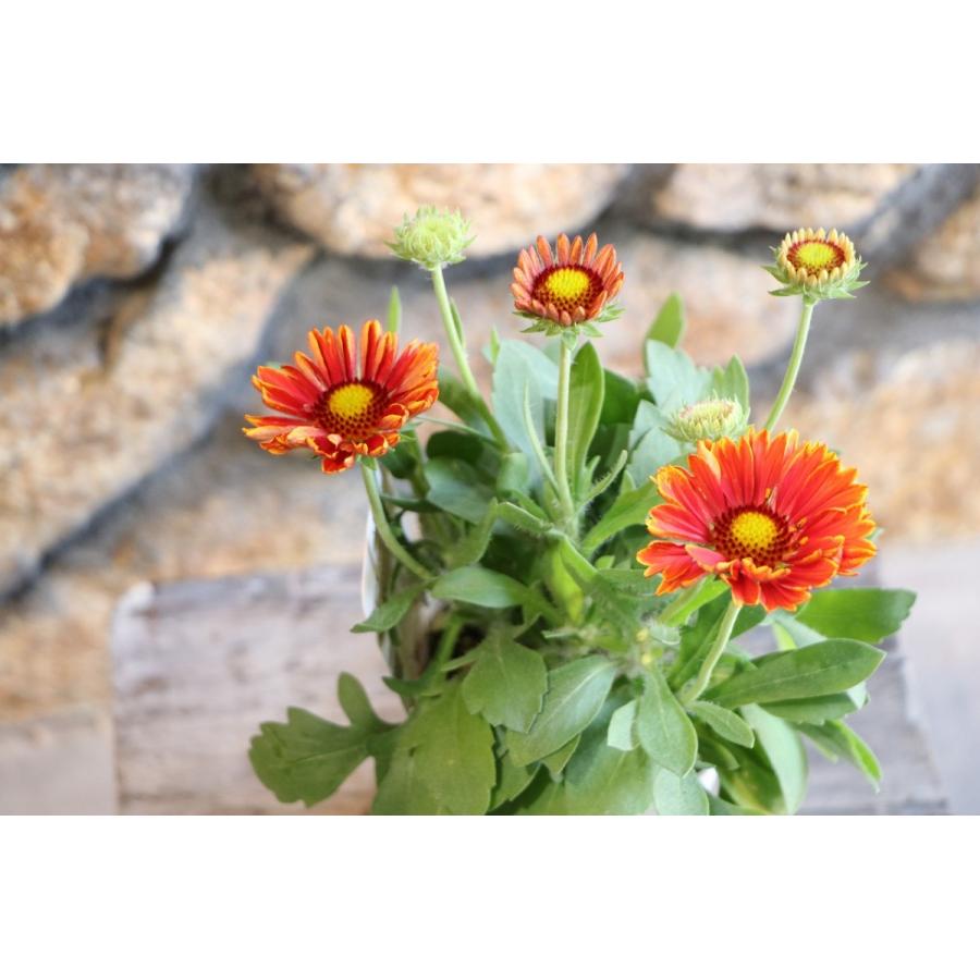 ガイラルディア スピントップ イエロータッチ 3.5号ロングポット苗 寄せ植え 花壇 gaillardia4グリーンプラザ山長ヤフー