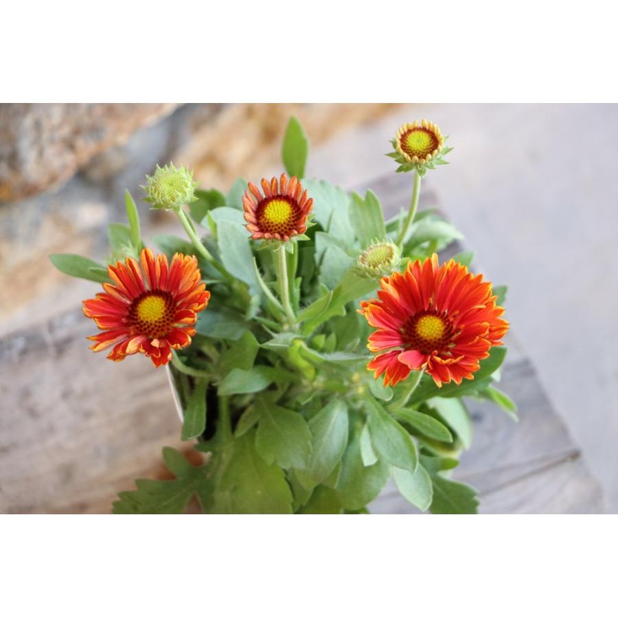 ガイラルディア スピントップ イエロータッチ 3 5号ロングポット苗 寄せ植え 花壇 Gaillardia4 グリーンプラザ山長 通販 Yahoo ショッピング