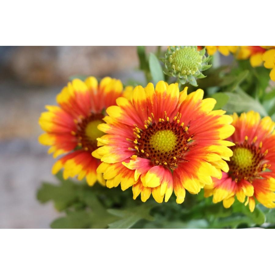 ガイラルディア スピントップ スターバースト 3.5号ロングポット苗 寄せ植え 花壇 :gaillardia5:グリーンプラザ山長ヤフーショッピング店  - 通販 - Yahoo!ショッピング