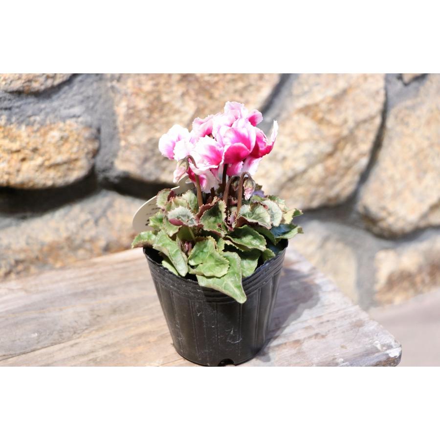 ガーデンシクラメン アバニコ 3号ポット苗 寄せ植え 鉢植え 花壇
