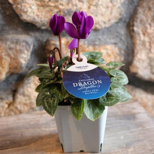 ガーデンシクラメン ドラゴン ディープブルー 2.5〜3号ポット苗 ミニ