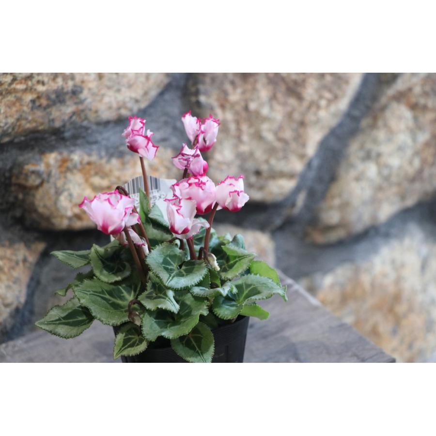 ガーデンシクラメン ビクトリア 3号ポット苗 寄せ植え 花壇 : グリーン
