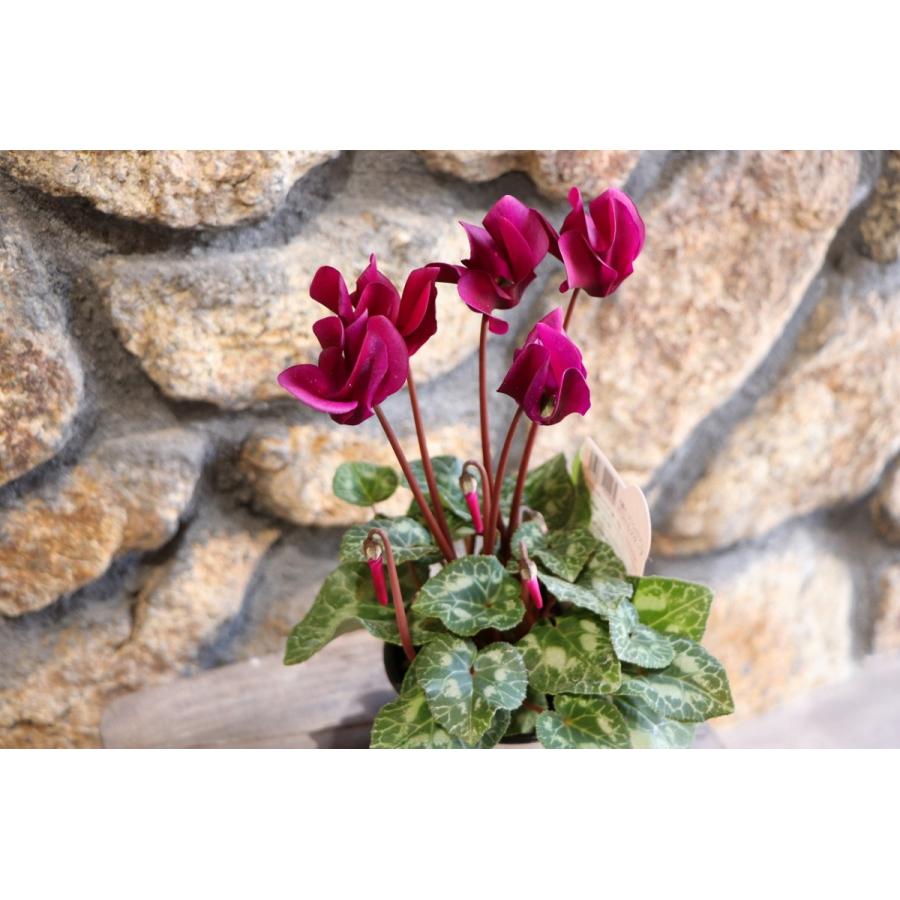 大輪ガーデンシクラメン ドリームスケープ パープル 3.5号ポット苗 寄せ植え 花壇 :gardencyclamen4:グリーンプラザ山長ヤフーショッピング店 - 通販 - Yahoo!ショッピング 大輪ガーデンシクラメン ドリームスケープ パープル 3.5号ポット苗 寄せ植え 花壇 :gardencyclamen4:グリーンプラザ山長ヤフーショッピング店 - 通販 - Yahoo!ショッピング