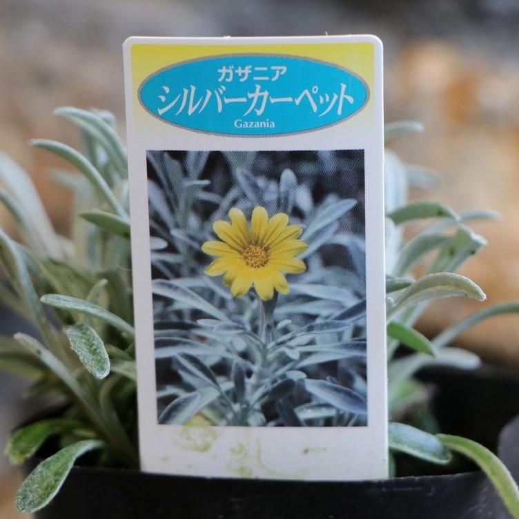 ガザニア シルバーカーペット 3号ポット苗 寄せ植え 花壇 Gazania1 グリーンプラザ山長 通販 Yahoo ショッピング