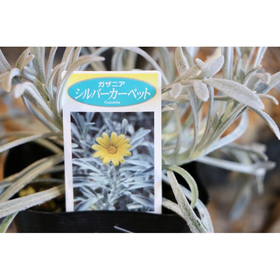 ガザニア シルバーカーペット 3号ポット苗 寄せ植え 花壇 Gazania1 グリーンプラザ山長ヤフーショッピング店 通販 Yahoo ショッピング