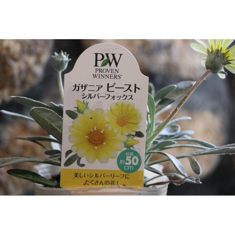 ガザニア ビースト シルバーフォックス 3 5号ポット苗 寄せ植え 花壇 Gazania2 グリーンプラザ山長ヤフーショッピング店 通販 Yahoo ショッピング