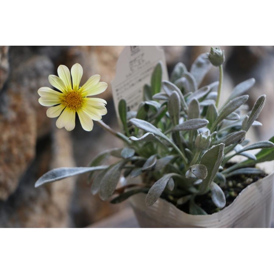 ガザニア ビースト シルバーフォックス 3 5号ポット苗 寄せ植え 花壇 Gazania2 グリーンプラザ山長ヤフーショッピング店 通販 Yahoo ショッピング