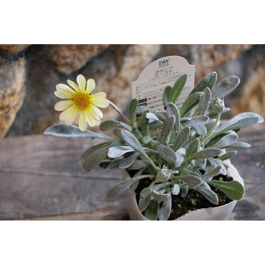 ガザニア ビースト シルバーフォックス 3.5号ポット苗 寄せ植え 花壇 :gazania2:グリーンプラザ山長ヤフーショッピング店 - 通販 - Yahoo!ショッピング ガザニア ビースト シルバーフォックス 3.5号ポット苗 寄せ植え 花壇 :gazania2:グリーンプラザ山長ヤフーショッピング店 - 通販 - Yahoo!ショッピング