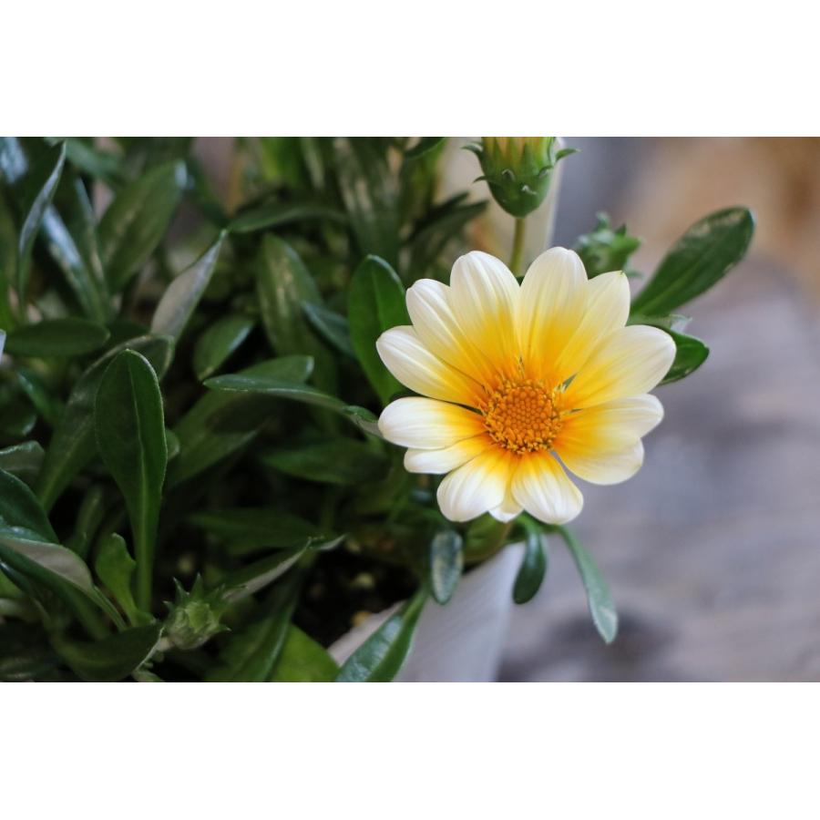 ガザニア ビースト カナリアスマイル 3.5号ポット苗 寄せ植え 花壇