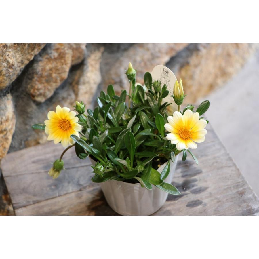 ガザニア ビースト カナリアスマイル 3 5号ポット苗 寄せ植え 花壇 Gazania3 グリーンプラザ山長ヤフーショッピング店 通販 Yahoo ショッピング