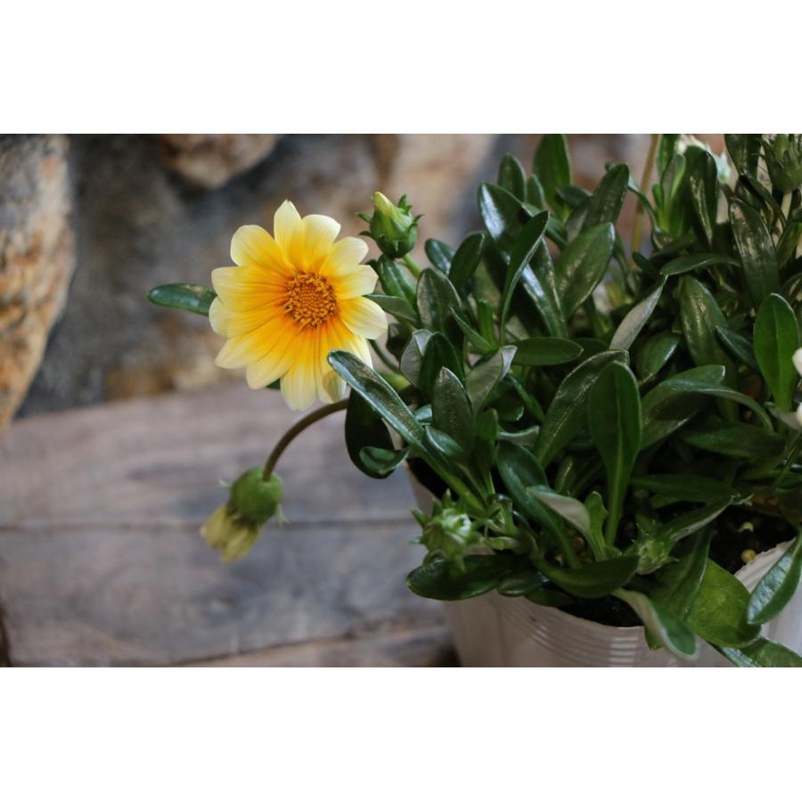 ガザニア ビースト カナリアスマイル 3 5号ポット苗 寄せ植え 花壇 Gazania3 グリーンプラザ山長ヤフーショッピング店 通販 Yahoo ショッピング