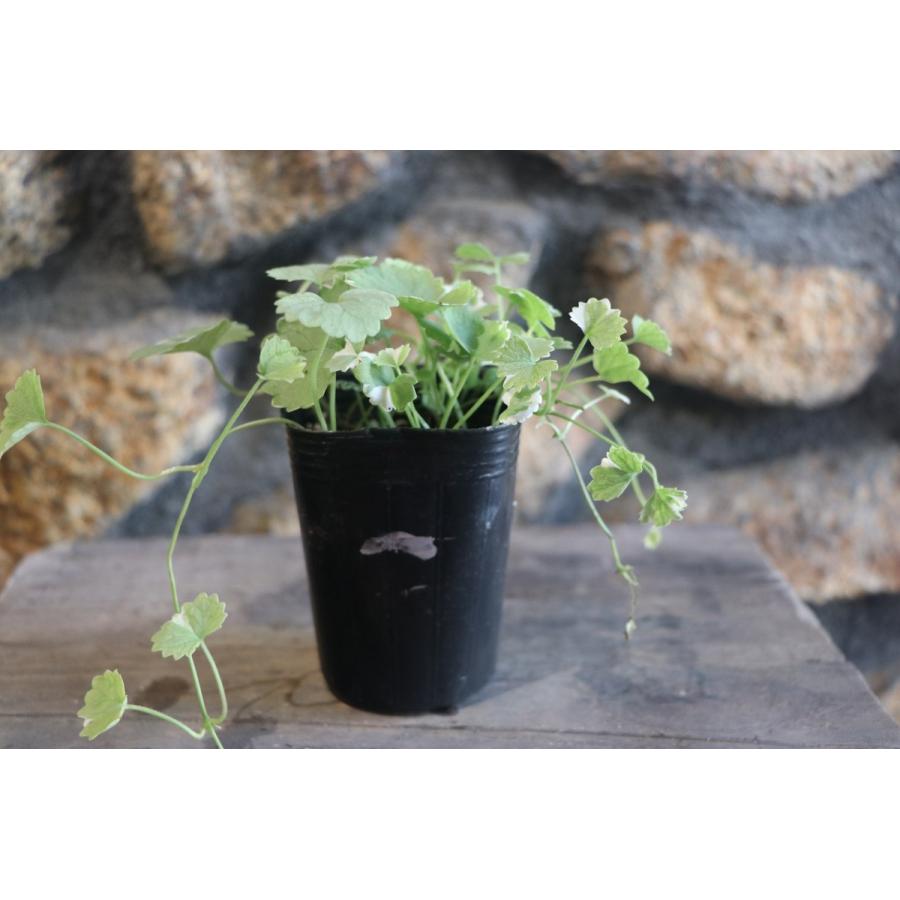 信頼 Qグレコマの苗と麻ひもカバーのセット B6dff2fb クーオンライン Pn Batam Go Id