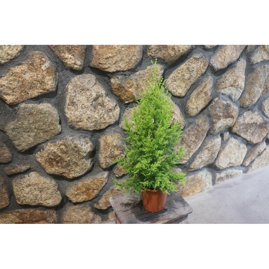 ゴールドクレスト 4号鉢 コニファー 寄せ植え 鉢植え : グリーンプラザ
