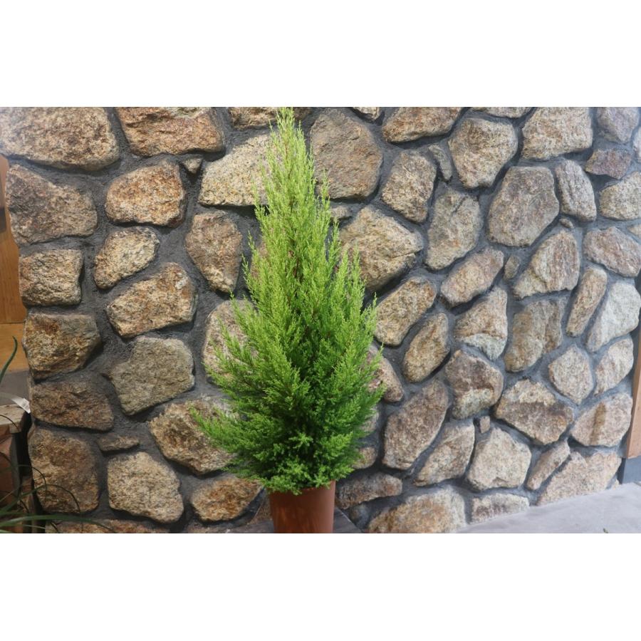 ゴールドクレスト 6号鉢 コニファー 寄せ植え 鉢植え Goldcrest3 グリーンプラザ山長 通販 Yahoo ショッピング