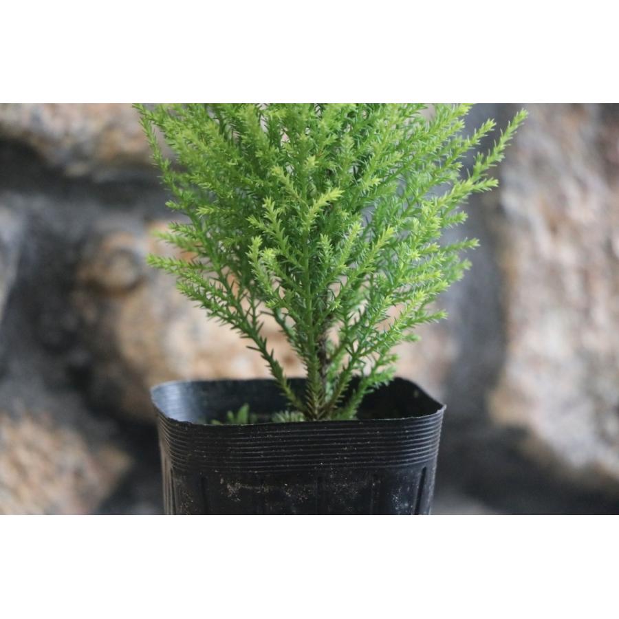 ゴールドクレスト ウィルマ 3号ポット苗 コニファー 寄せ植え 鉢植え Goldcrest4 グリーンプラザ山長 通販 Yahoo ショッピング