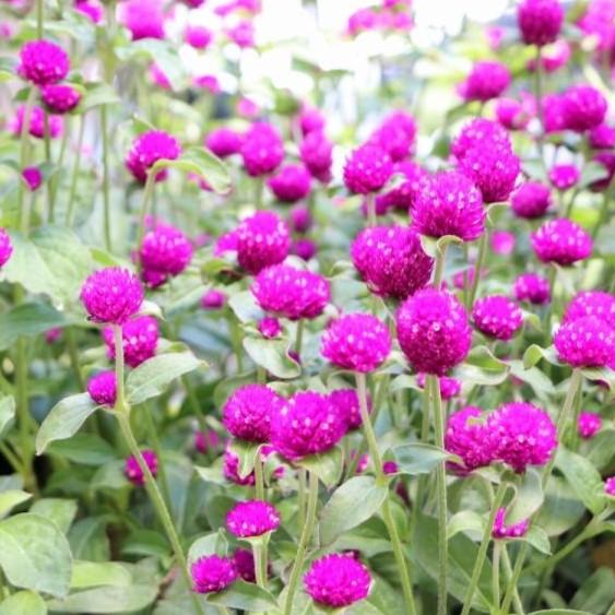 センニチコウ ネオン 3〜3.5号ポット苗 千日紅 寄せ植え 花壇