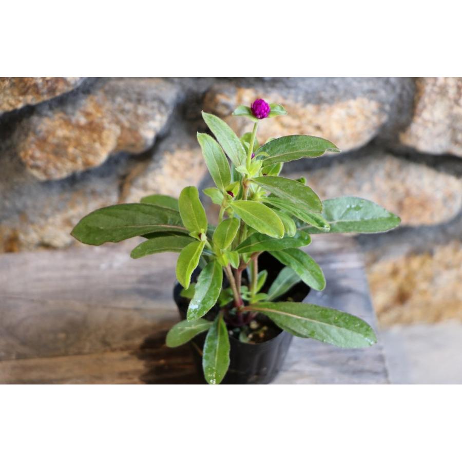 センニチコウ ネオン 3号ポット苗 千日紅 寄せ植え 花壇 Gomphrena3 グリーンプラザ山長ヤフーショッピング店 通販 Yahoo ショッピング
