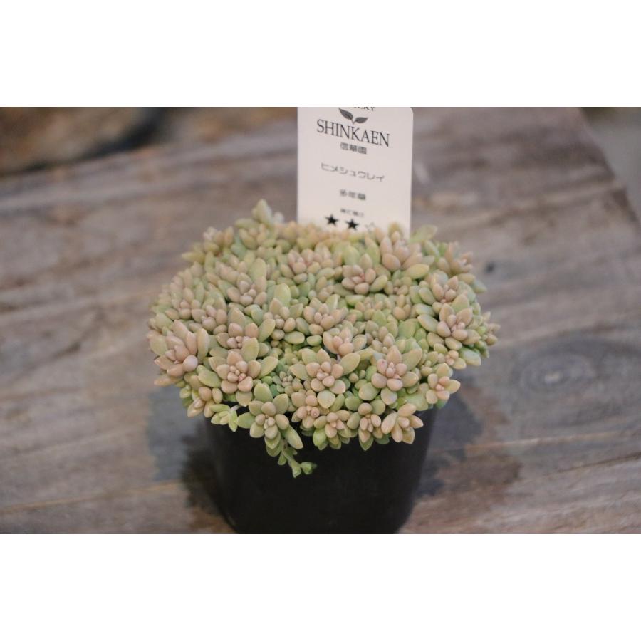 ご確認用　多肉姫秋麗 ☆ご確認用☆ 姫秋麗 姫秀麗 姫秀麗(姫秋麗) |