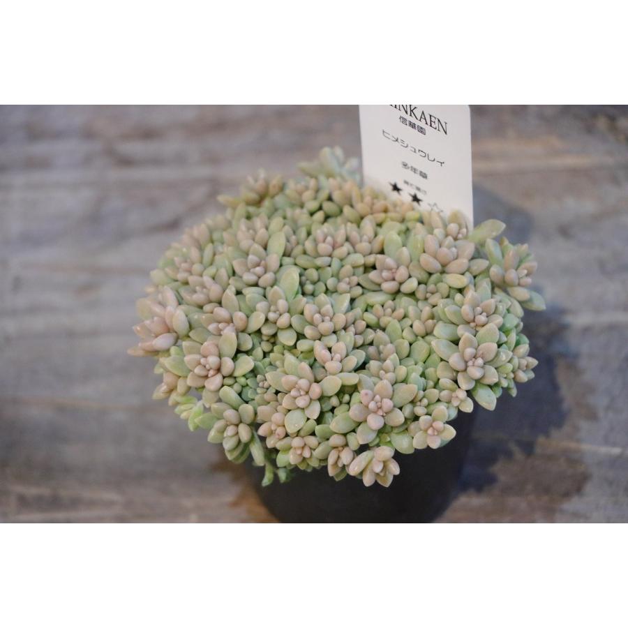ご確認用　多肉姫秋麗 多肉植物 姫秋麗 ヒメシュウレイ 2.5〜3号ポット苗 観葉植物 寄せ植え