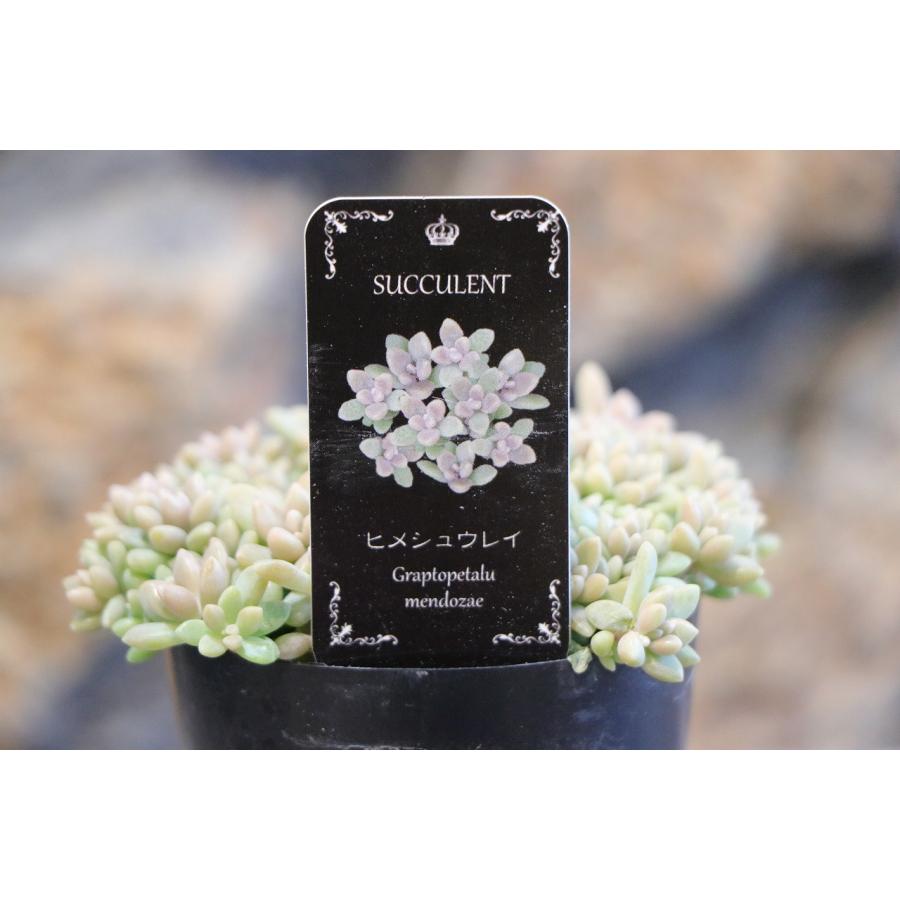 多肉植物 姫秋麗 ヒメシュウレイ 2.5〜3号ポット苗 観葉植物 寄せ植え