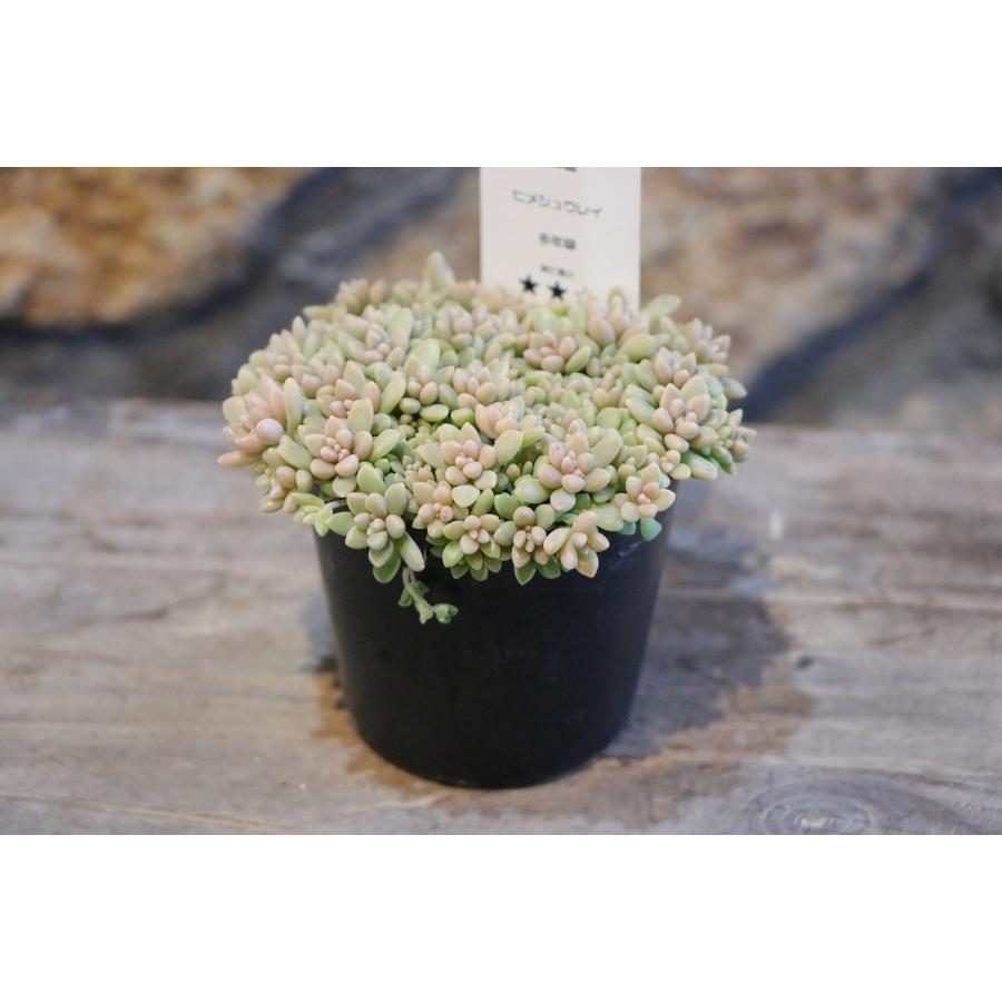 多肉植物 姫秋麗 ヒメシュウレイ 2.5〜3号ポット苗 観葉植物