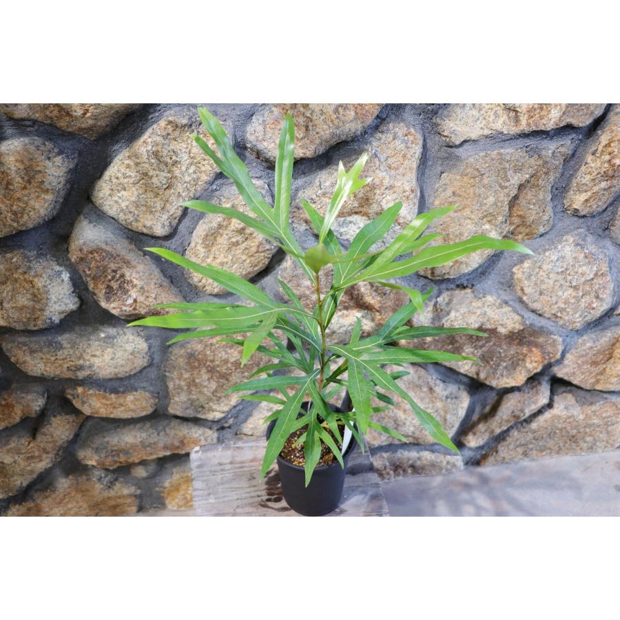 グレビレア ゴールド　苗木 楽天市場】グレビレア（ゴールド） 10号 ポット苗 1鉢