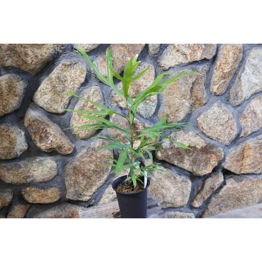 グレビレア ゴールド 4号鉢 寄せ植え 花壇 鉢植え 地植え 植木 苗木