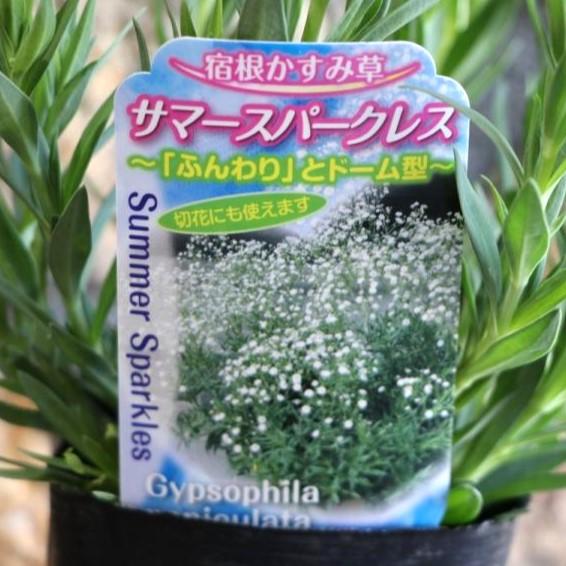 宿根かすみ草 サマースパークレス 3号ロングポット苗 寄せ植え 花壇 Gypsophila1 グリーンプラザ山長ヤフーショッピング店 通販 Yahoo ショッピング