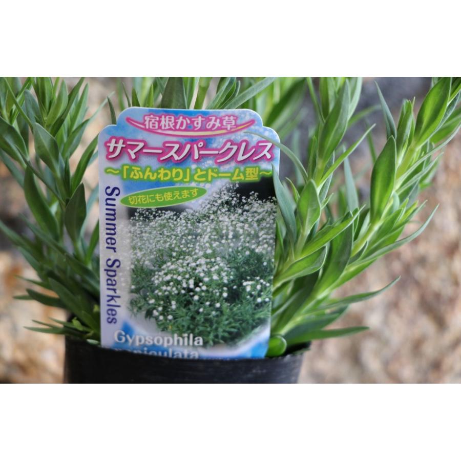 宿根かすみ草 サマースパークレス 3号ロングポット苗 寄せ植え 花壇